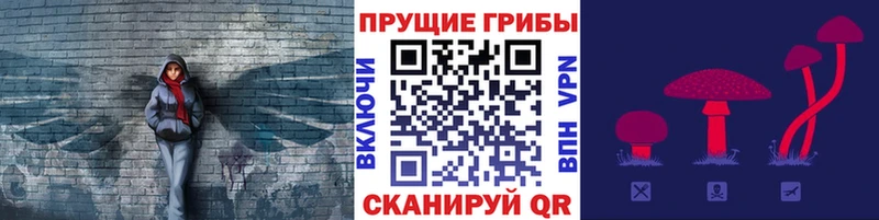 Галлюциногенные грибы Psilocybine cubensis  Таштагол 